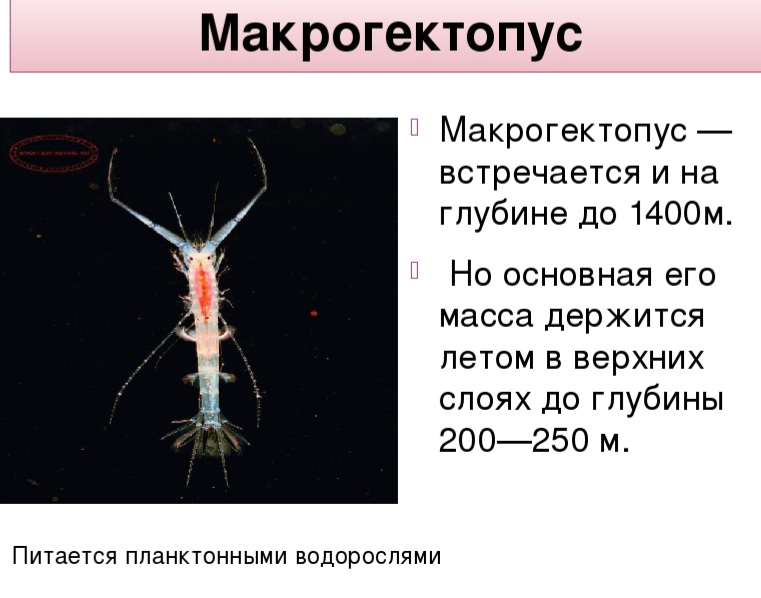 Макрогектопус
