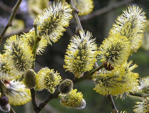 С вербным воскресеньем
