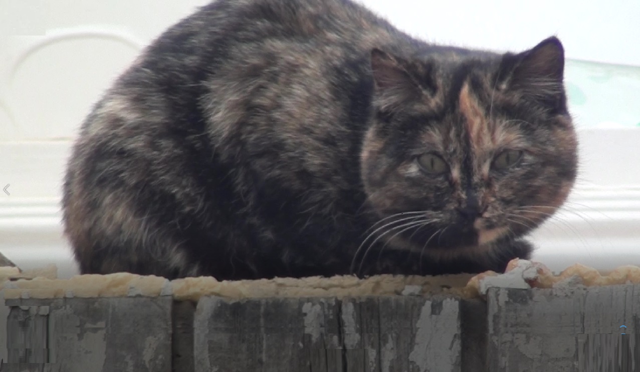 Кошки преданы месту. Они не уйдут! Это кошки!