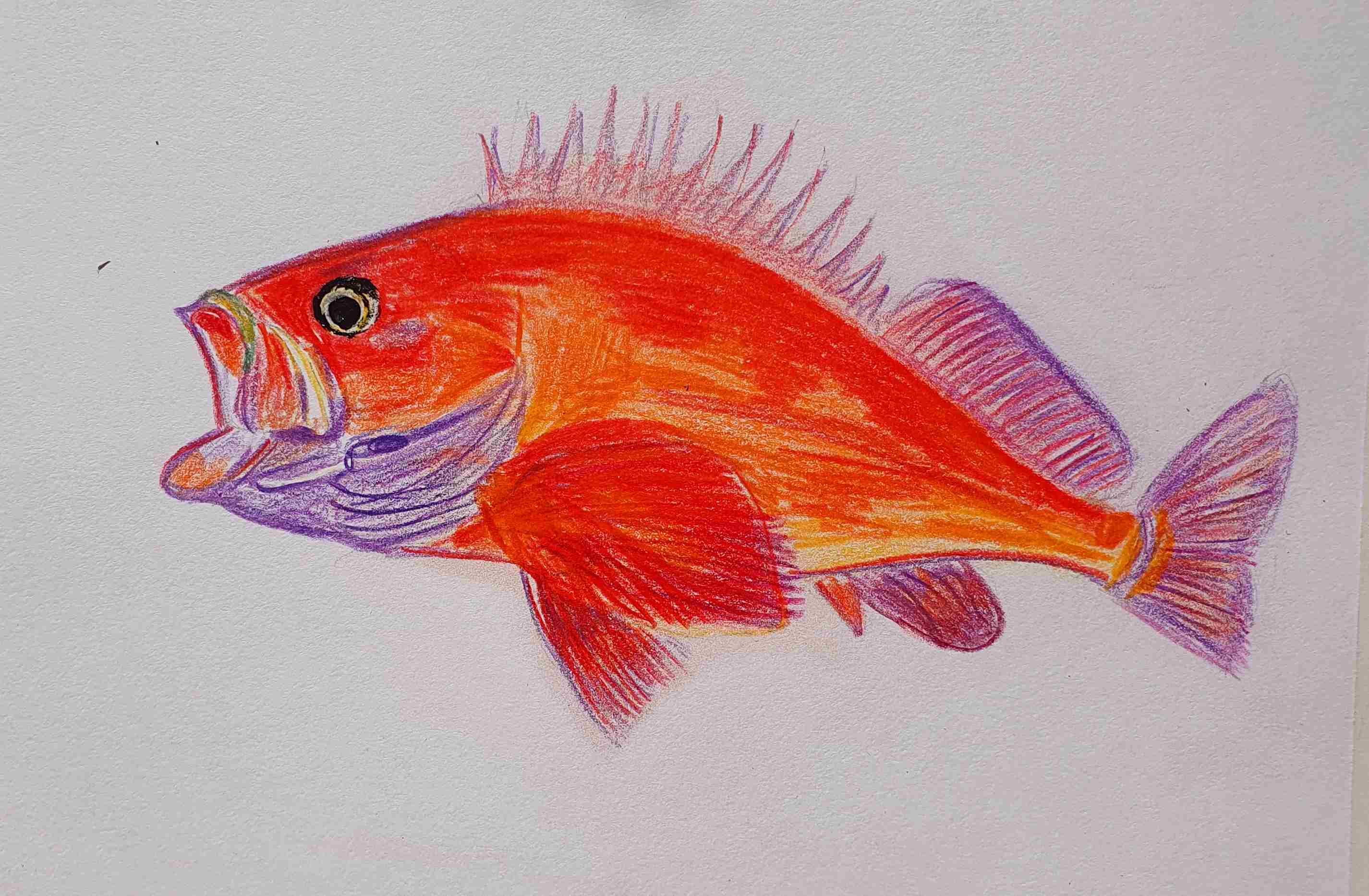 Окунь морской, золотистый