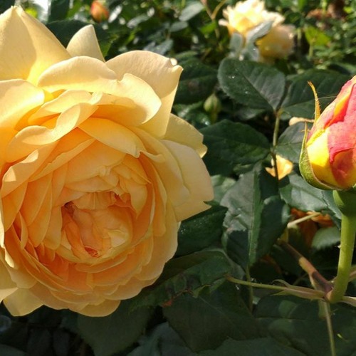 В поисках роз