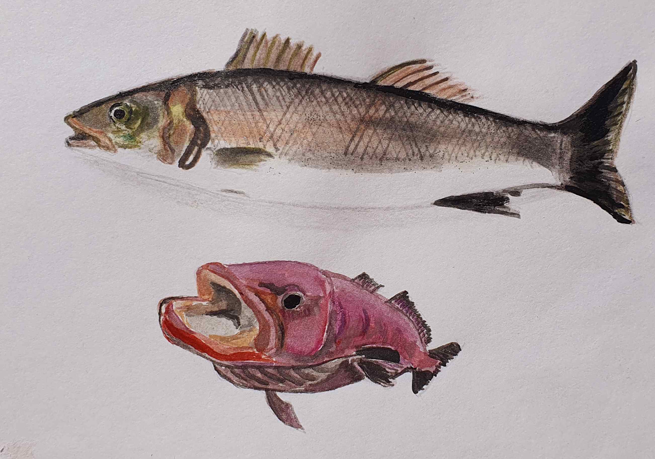 Лаврак, из мороновых