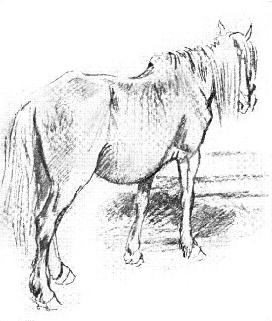 Сбил подковы о дорогу