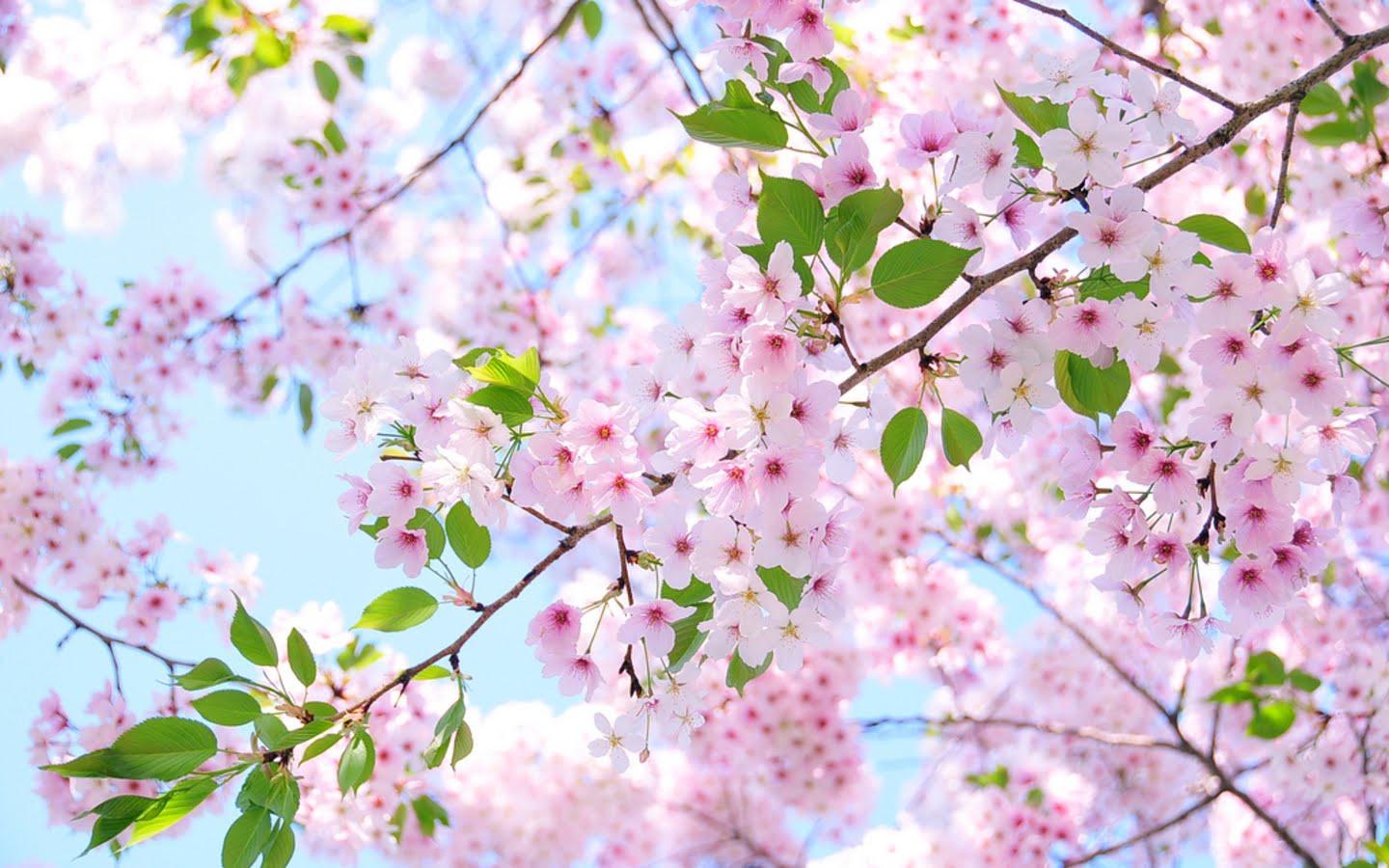 Ms Cherry Blossom