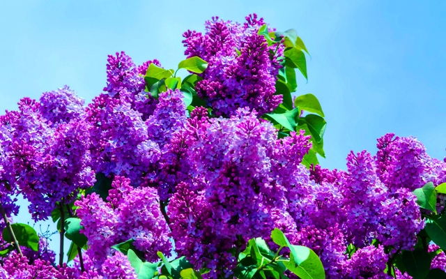 Аромат сирени майской