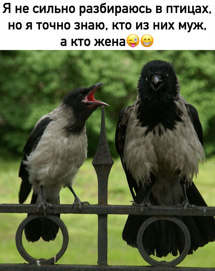 Мозгоклюйка птица