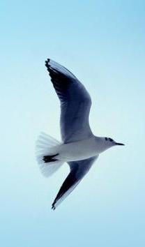 Солнце за горой встаёт