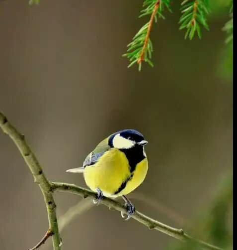 Плакала синица