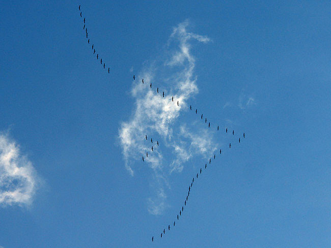 Журавли возвратились