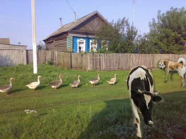 У бабушки в деревне