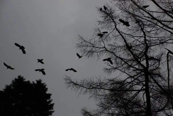 Николай II стреляет в Кремле ворон