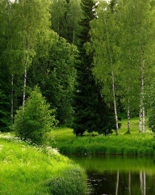 Летом было все зеленым. Зеленеет вся опушка. В лесу на опушке зазеленела трава. Зеленеют все опушки зеленеет пруд. Все зеленеет.