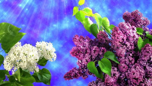 Как птицы расшалились утром