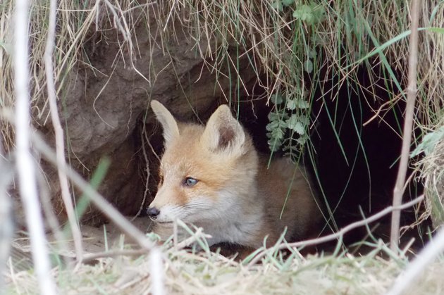 Поэтическое убежище