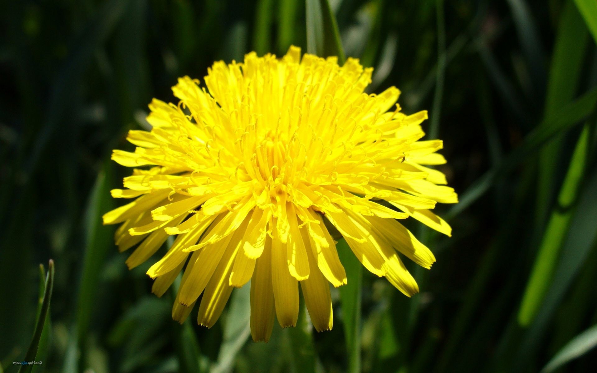 Словно солнца лимонные брызги...