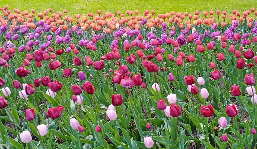 Акростих Раскройте лепестки, тюльпаны