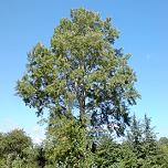 Кистью Ветра