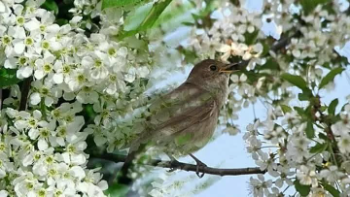 Как царствует любовь