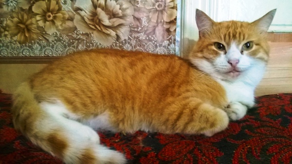 Мой милый Рыжик