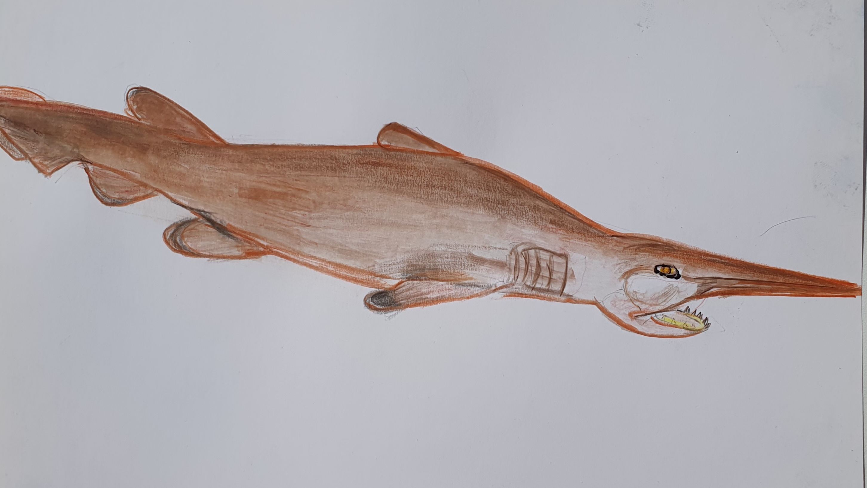 Акула гоблин