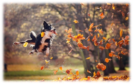 Резкий ветер студит ветки