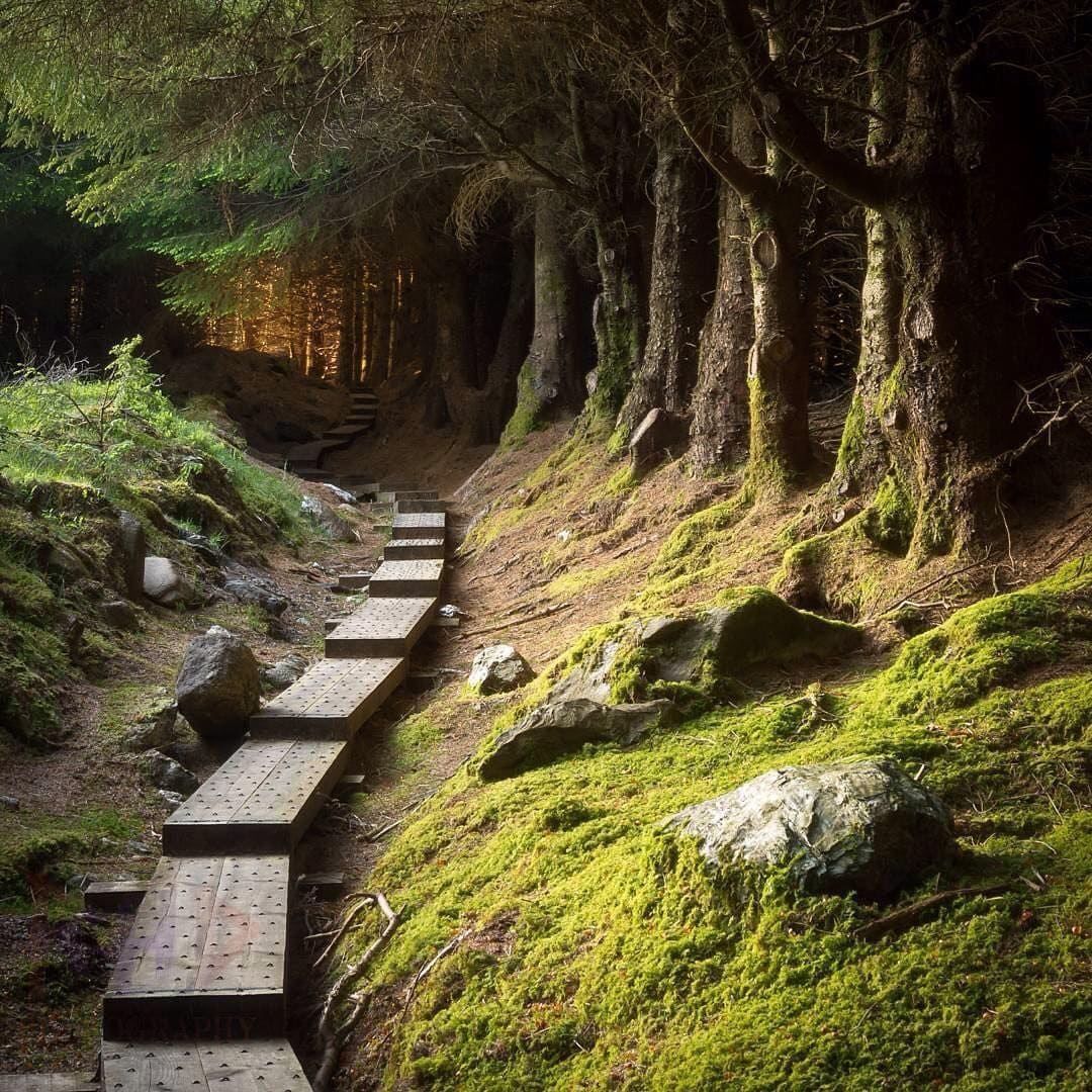 Загадочный парк. Баллинастое лес Ирландия. Кэрсивин Ирландия лес. Лесной парк «Толлимор» Ирландия. Шервудский лес каменный мост.