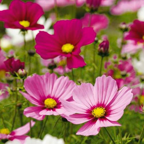 Живите просто