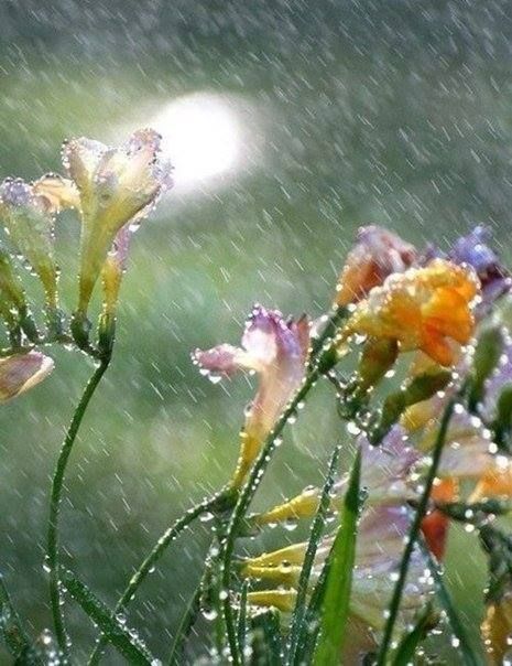 Неспешный дождь