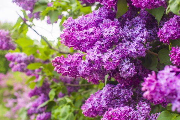 Куст сирени (Любовь Питателева) / Стихи.ру