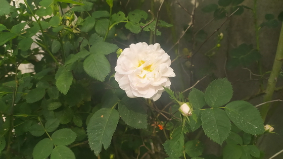 воскресенье