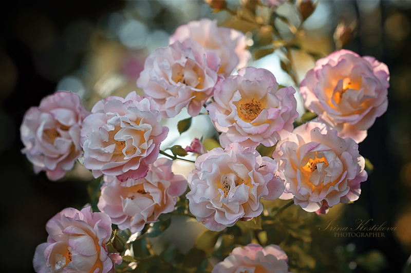 Шипы у розы, чтобы защищаться