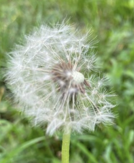 Карманчики для одуванчиков