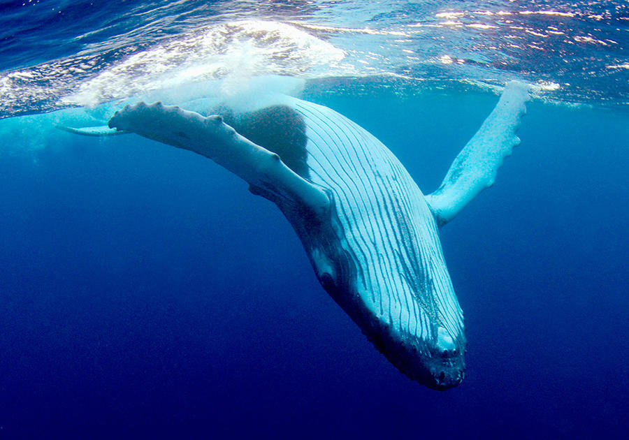 Мыло и верёвку бережно несу...