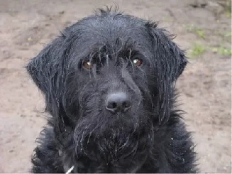 Мокнет под дождём