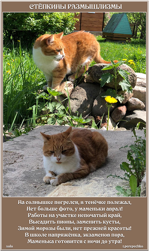 Стёпкины размышлизмы