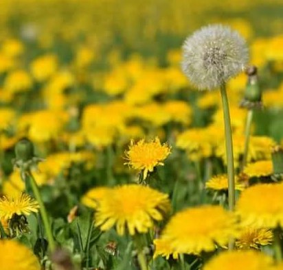 Одуванчик - стихотворение-загадка