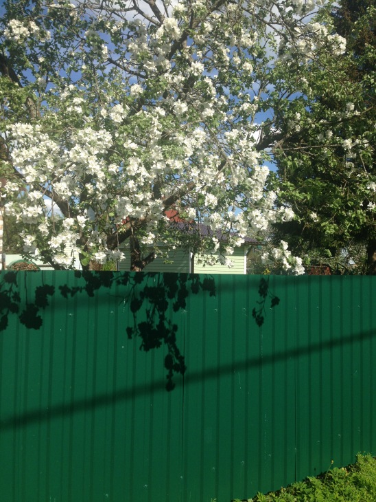 Огородное майское