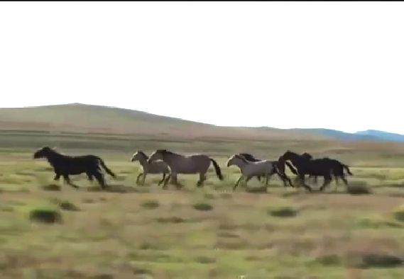 На бегу схвачусь за стремя