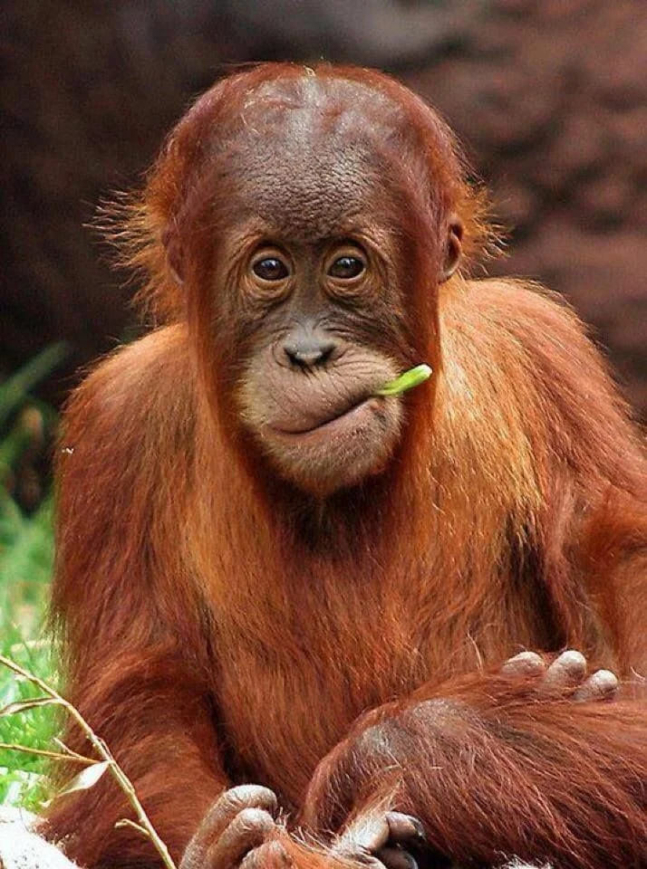 Шкала чел. дурости, ч. 4