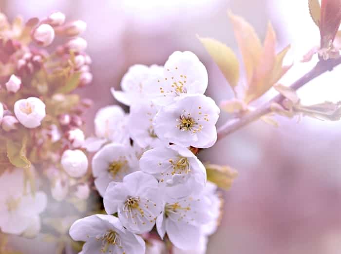 В садике, без плевел...