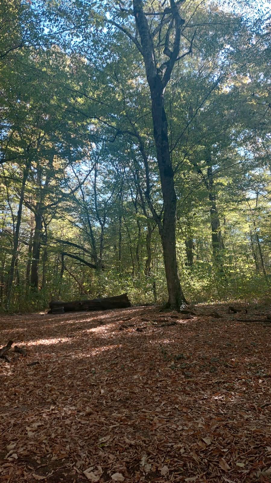 Утро в лесу