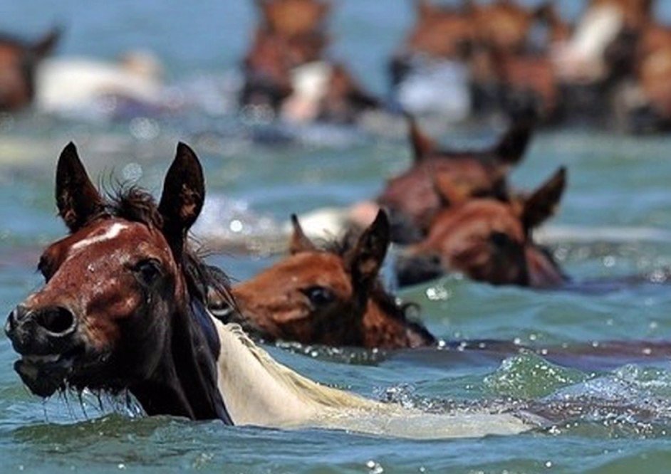 Лошадь способная. Лошадь плывет. Лошади умеют плавать. Лошадь тонет. Плыл по океану рыжий остров.