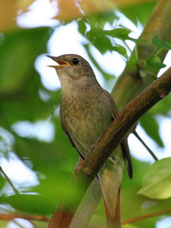 Отзыв на произведение Не прижилась Надежды Жуковой