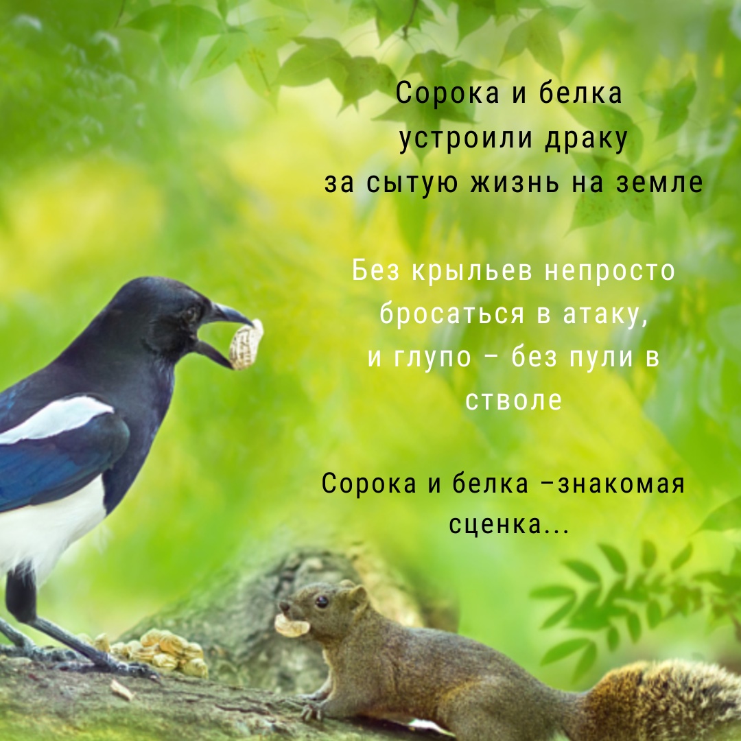 Сорока и белка