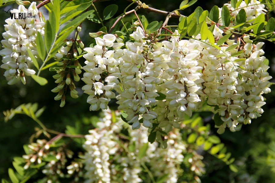 Запах цветущей акации