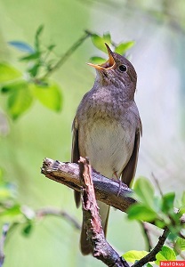 Ох, не пой соловушка