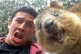 Квокка, восхитительный зверёк