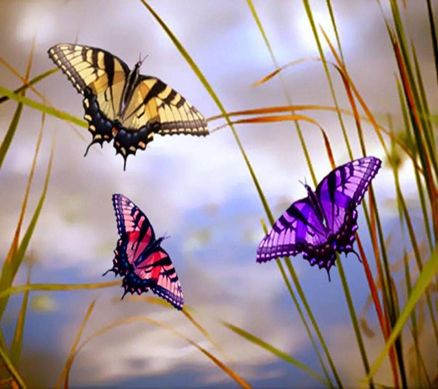 Тихо бабочки летают. Бабочки. Красивые бабочки. Стайка бабочек. Несколько бабочек.