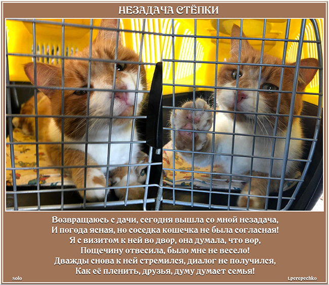 Незадача Стёпки