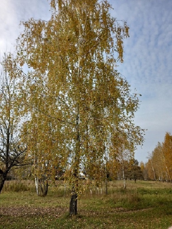 Берёза